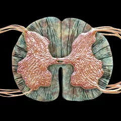 Spinal cord